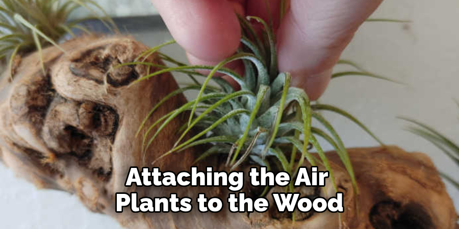 Attaching the Air Plants to the Wood