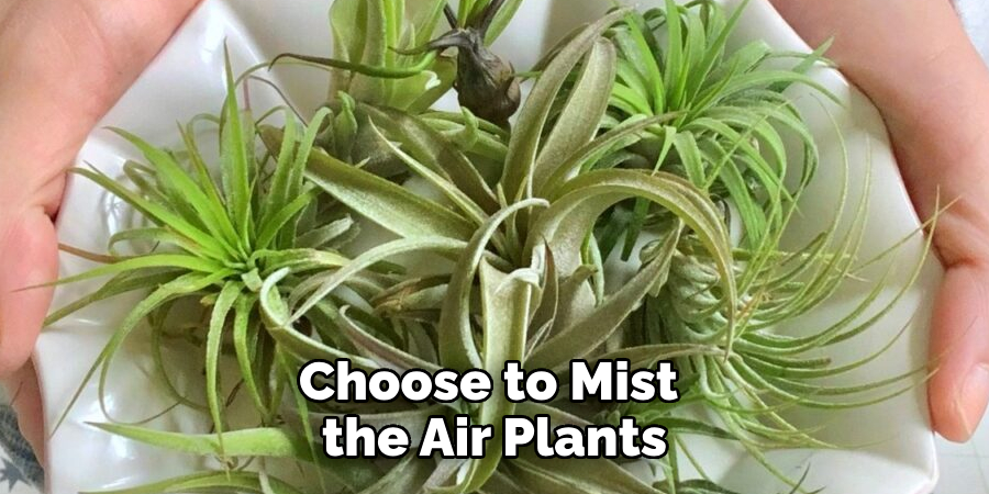 Choose to Mist the Air Plants