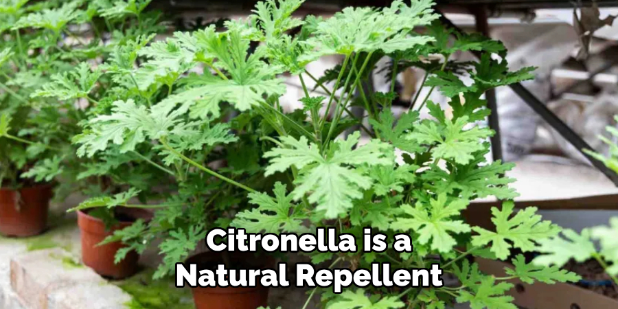 Citronella is a Natural Repellent