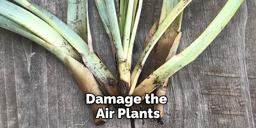 Damage the Air Plants