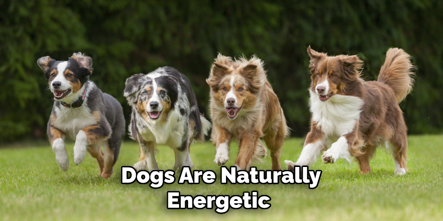 Dogs Are Naturally Energetic 