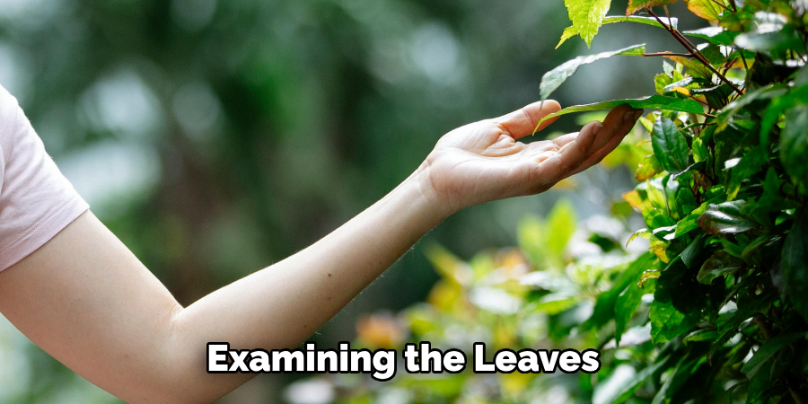 Examining the Leaves