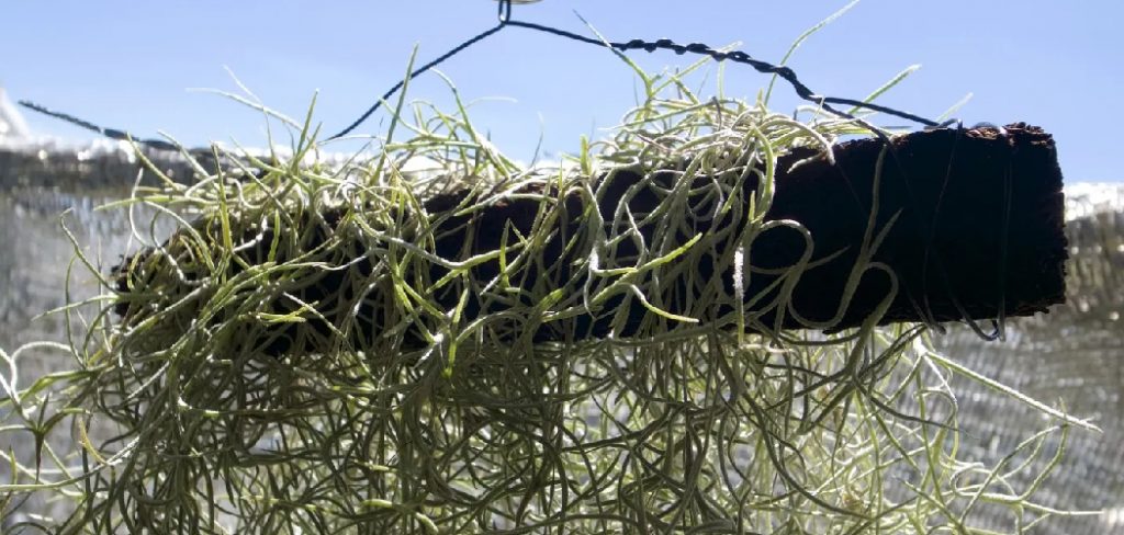 How to Attach Air Plants to Wood