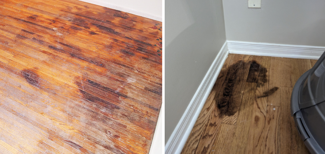 How to Get Cat Urine Out of Hardwood Floors