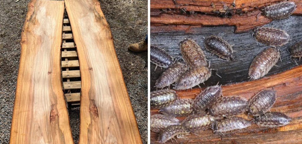 How to Get Rid of Wood Bugs