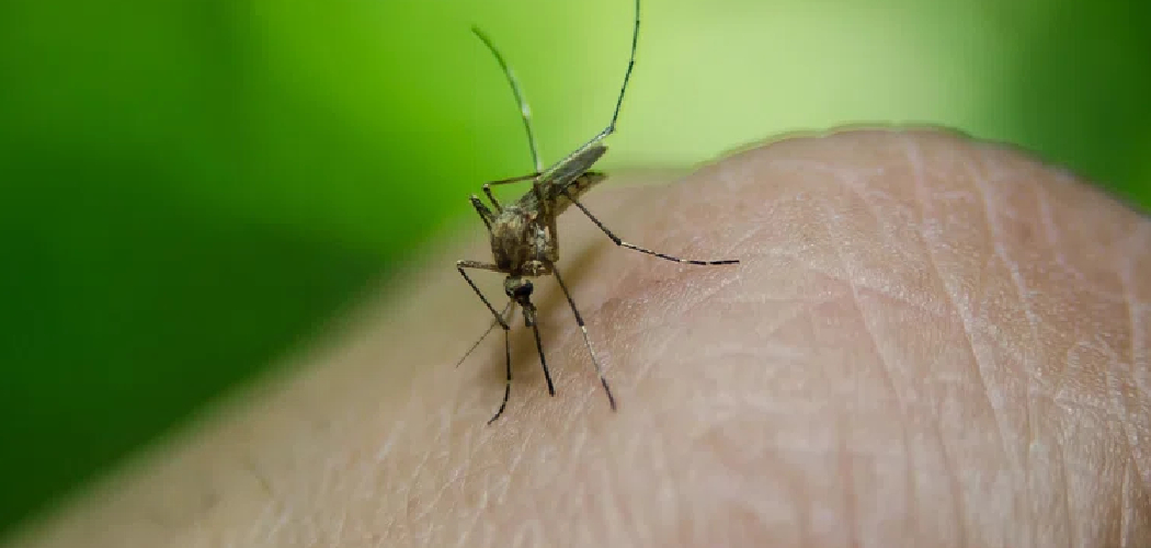 How to Mosquito Proof Your Deck