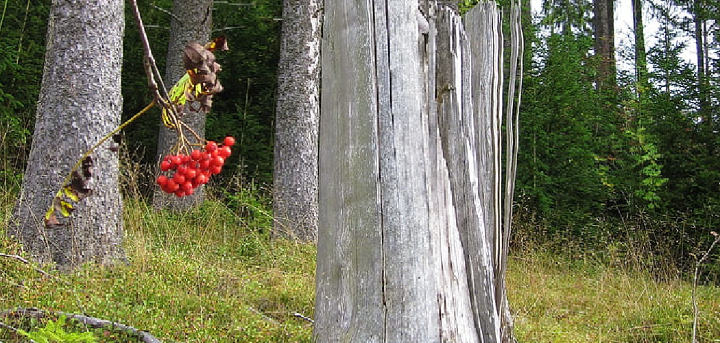 How to Preserve Birch Logs for Decoration