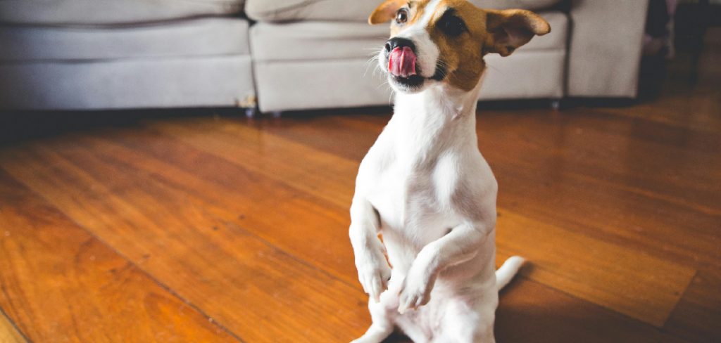 How to Protect Wood Floors from Dogs