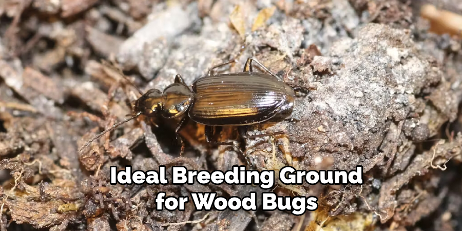 Ideal Breeding Ground for Wood Bugs