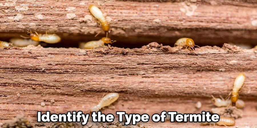 Identify the Type of Termite