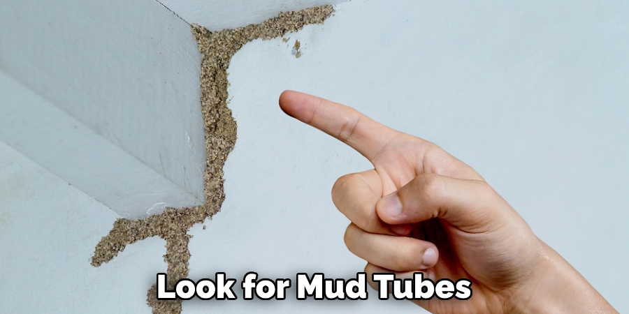 Look for Mud Tubes