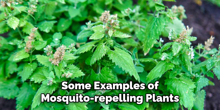 Some Examples of Mosquito-repelling Plants