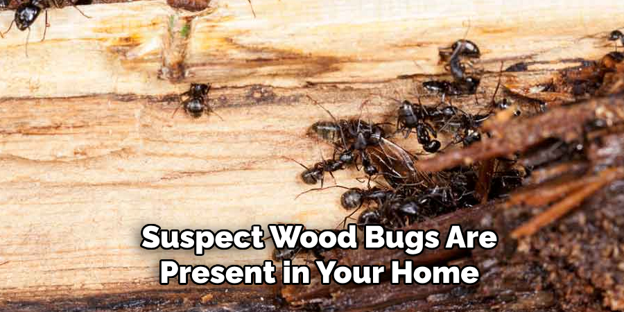 Suspect Wood Bugs Are Present in Your Home