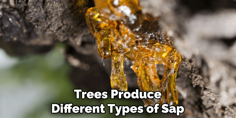 Trees Produce Different Types of Sap