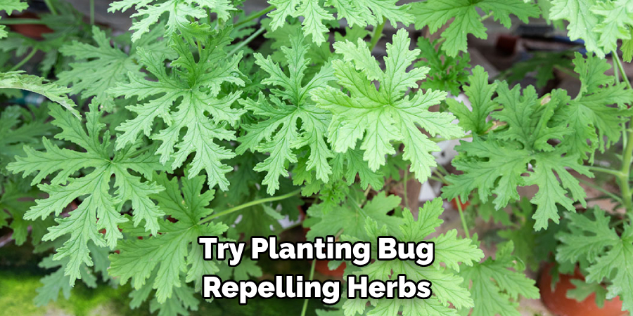 Try Planting Bug Repelling Herbs