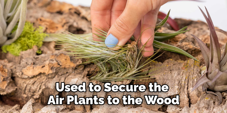 Used to Secure the Air Plants to the Wood