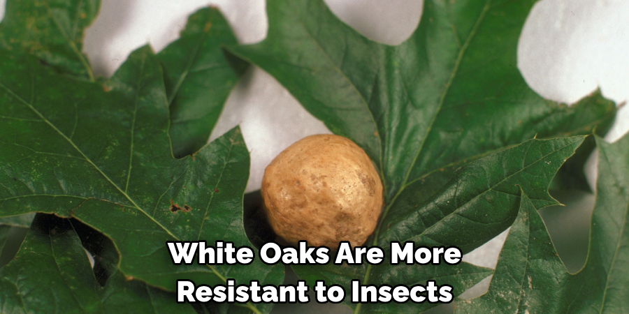 White Oaks Are More Resistant to Insects