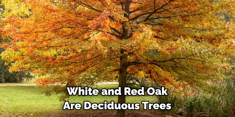 White and Red Oak