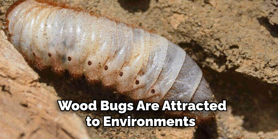 Wood Bugs Are Attracted to Environments 