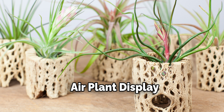 Air Plant Display