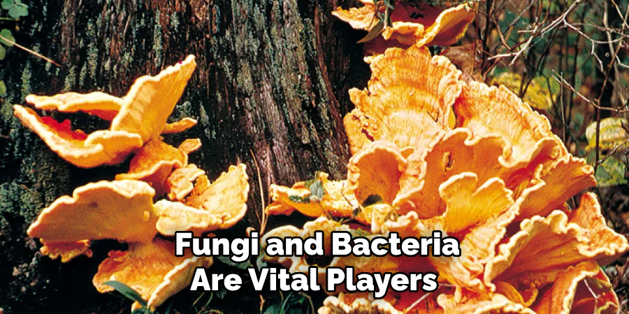 Fungi and Bacteria Are Vital Players