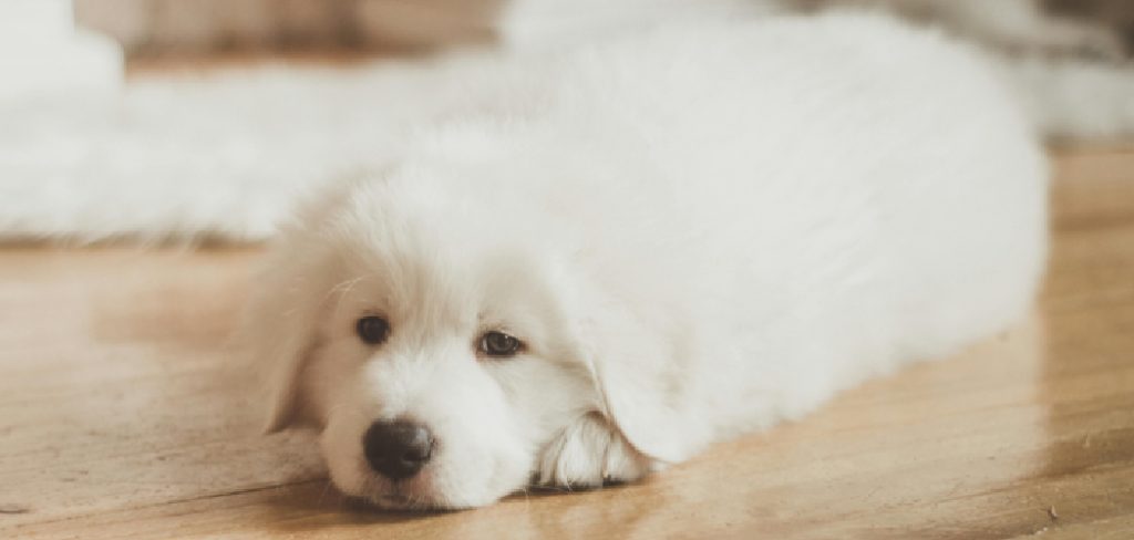 How to Get Dog Hair Off Wood Floor