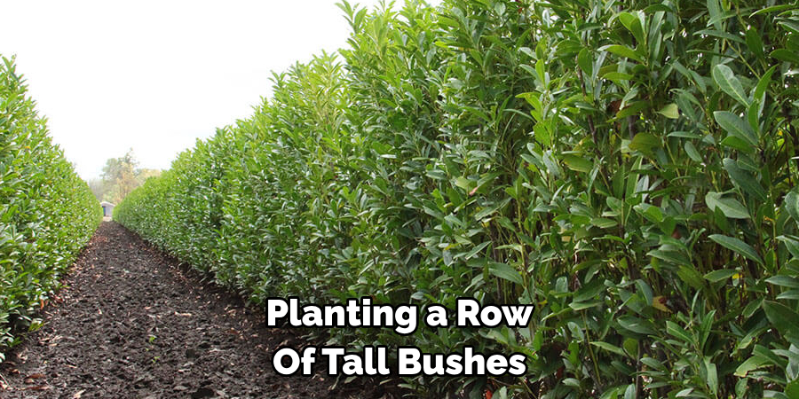 Planting a Row Of Tall Bushes