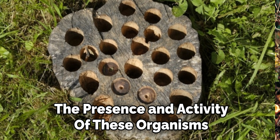 The Presence and Activity Of These Organisms