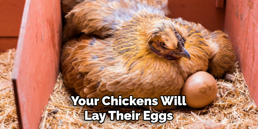 Your Chickens Will Lay Their Eggs