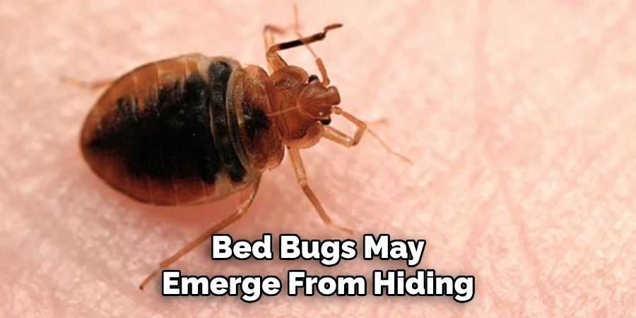 Bed Bugs May Emerge From Hiding