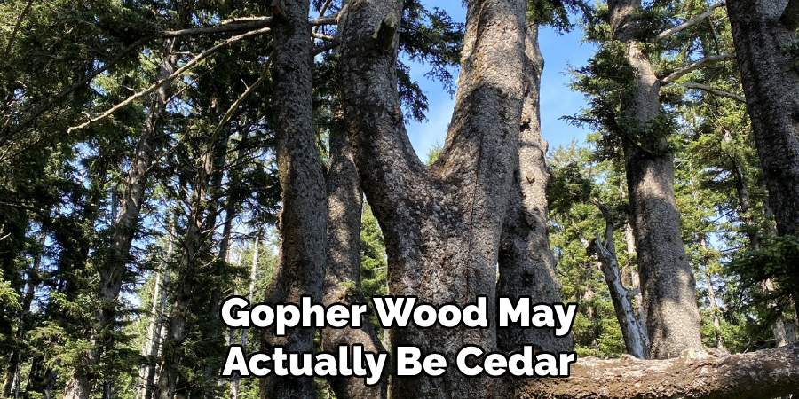 What Is Gopher Wood | 3 Easy Theories (2025)