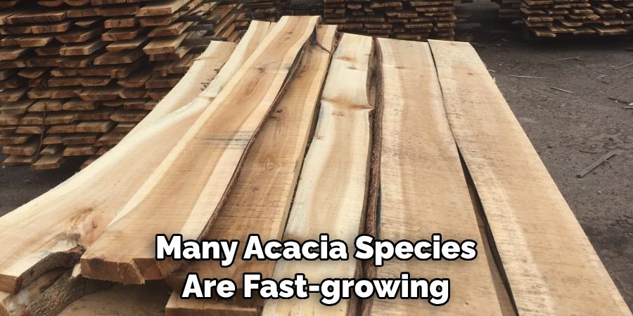 Many Acacia Species Are Fast-growing