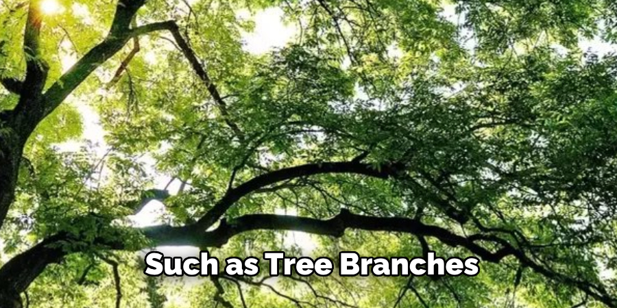 Such as Tree Branches 