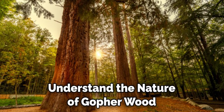 What Is Gopher Wood | 3 Easy Theories (2025)