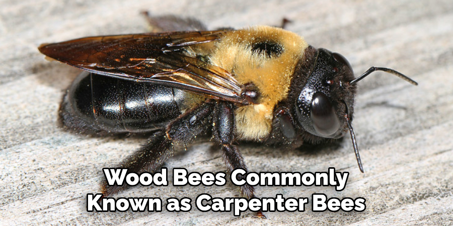 Wood Bees Commonly Known as Carpenter Bees