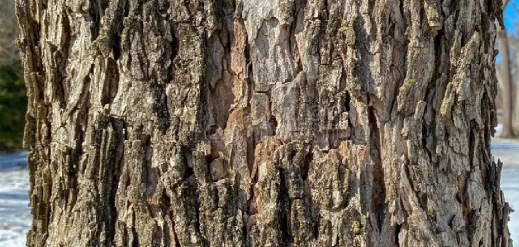 How to Identify Pecan Wood