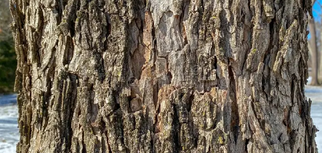 How to Identify Pecan Wood