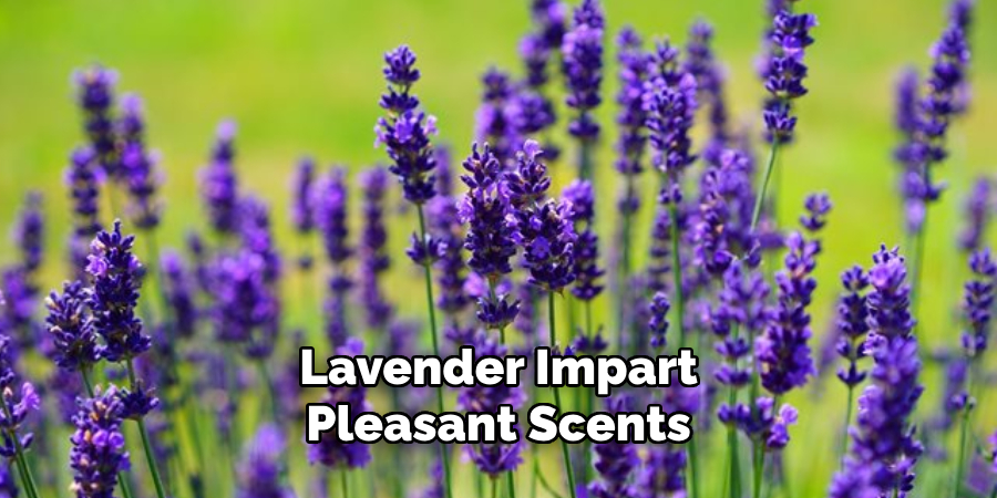 Lavender Impart Pleasant Scents