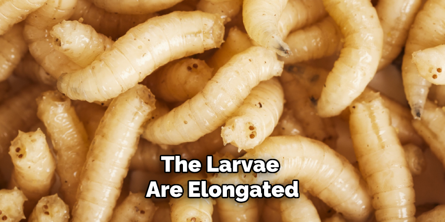 The Larvae Are Elongated