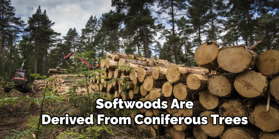 Softwoods Are 
Derived From Coniferous Trees