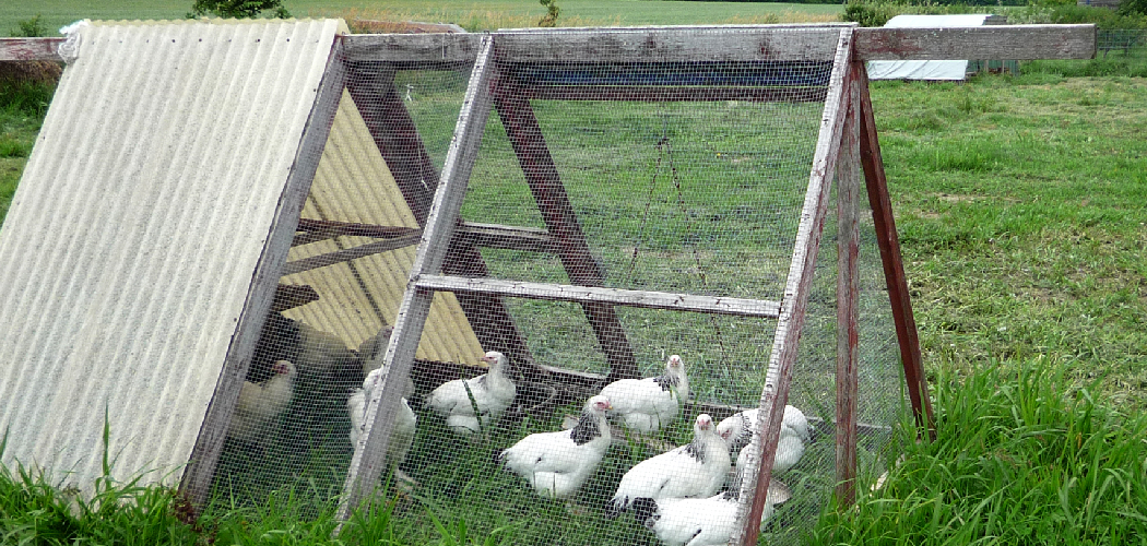 How to Build a Turkey Coop
